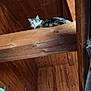 cat, feline, cat_face, whiskers, wooden_beam, loft, indoor, rustic, wooden_wall, ceiling, lounging, high_up, staring, cobweb, pottery, vase, shelf, architecture, beam_support, brown_wood