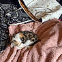 Gremlin is registered to the contest to win money with this photo: cat, kitten, calico, sleeping, pink_blanket, blanket, purse, handbag, patterned_blanket, fur, cozy, indoor, soft_texture, throw, bedroom, resting, small_pet, fabric, cushion, decor