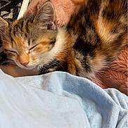 Gremlin joined the competition — help win amazing prizes! kitten, cat, calico, sleeping, fur, whiskers, ear, nose, blanket, soft_texture, purse, clothing, shirt, indoor, cozy, pet, close_up, resting, domestic_animal, bed