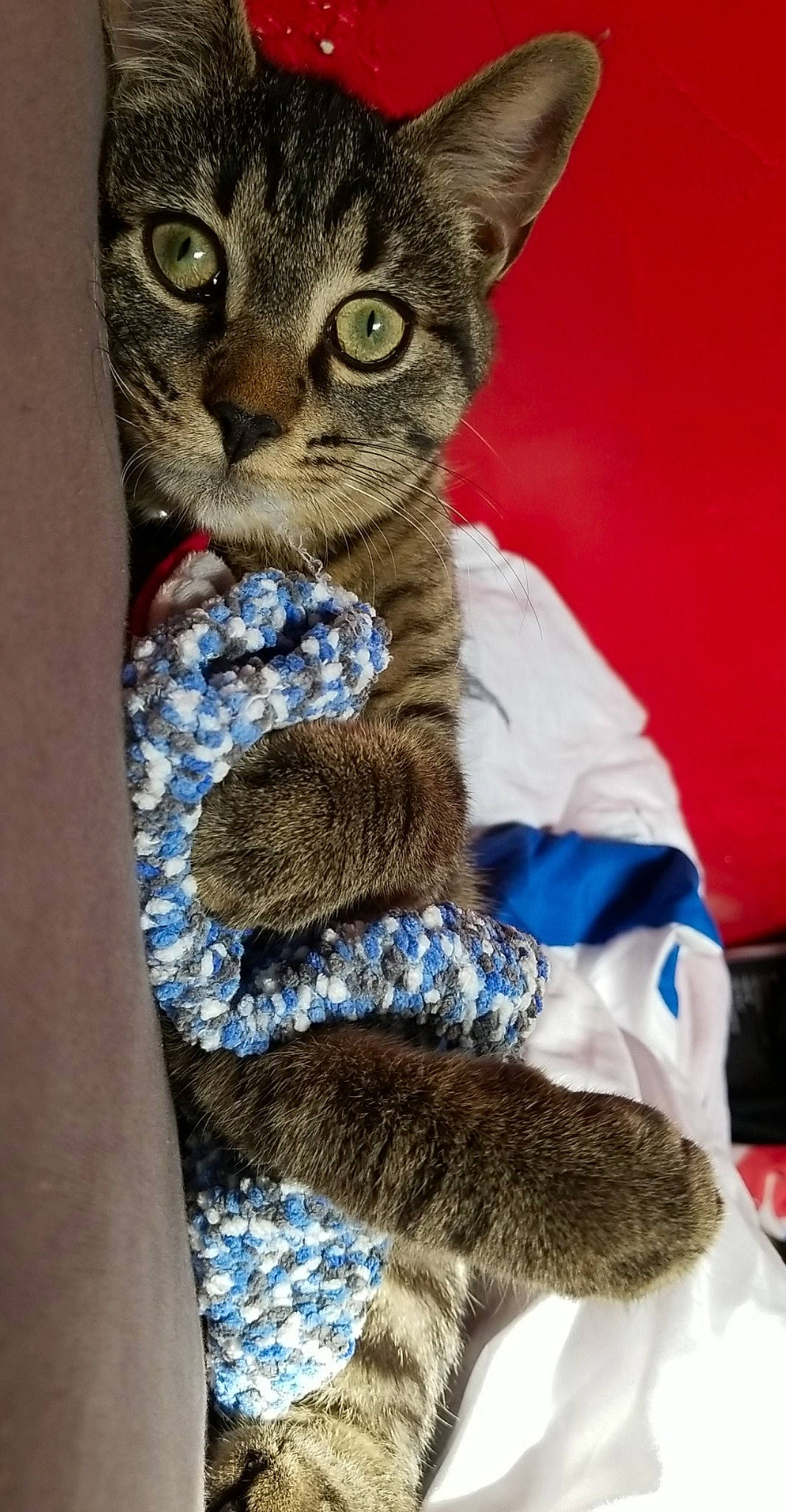 Gribouille participe au concours pour gagner de l'argent avec cette photo : aegean_cat, american_shorthair, american_wirehair, asian, california_spangled, carnivore, cat, domestic_short_haired_cat, dragon_li, egyptian_mau, european_shorthair, felidae, german_rex, kitten, mammal, ocicat, pixie_bob, small_to_medium_sized_cats, tabby_cat, whiskers