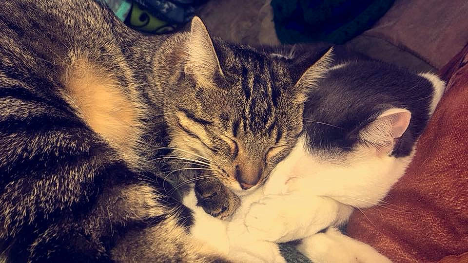 Piper joined the competition — help win amazing prizes! aegean_cat, american_wirehair, asian, california_spangled, carnivore, cat, domestic_short_haired_cat, dragon_li, european_shorthair, eye, felidae, fur, kitten, mammal, nap, sky, small_to_medium_sized_cats, snout, tabby_cat, whiskers