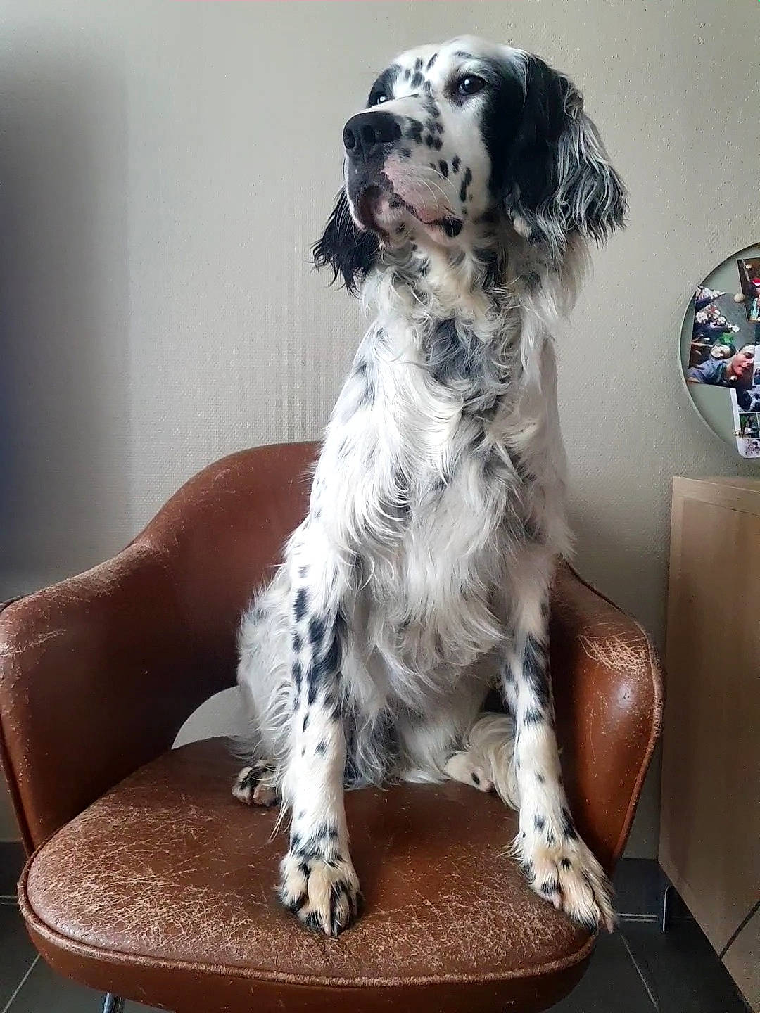 Syrus participe au concours pour gagner de l'argent avec cette photo : bored, canidae, carnivore, chair, comfort, companion_dog, couch, dog, dog_breed, fur, furniture, gun_dog, non_sporting_group, sitting, sporting_group, table, working_animal, working_dog