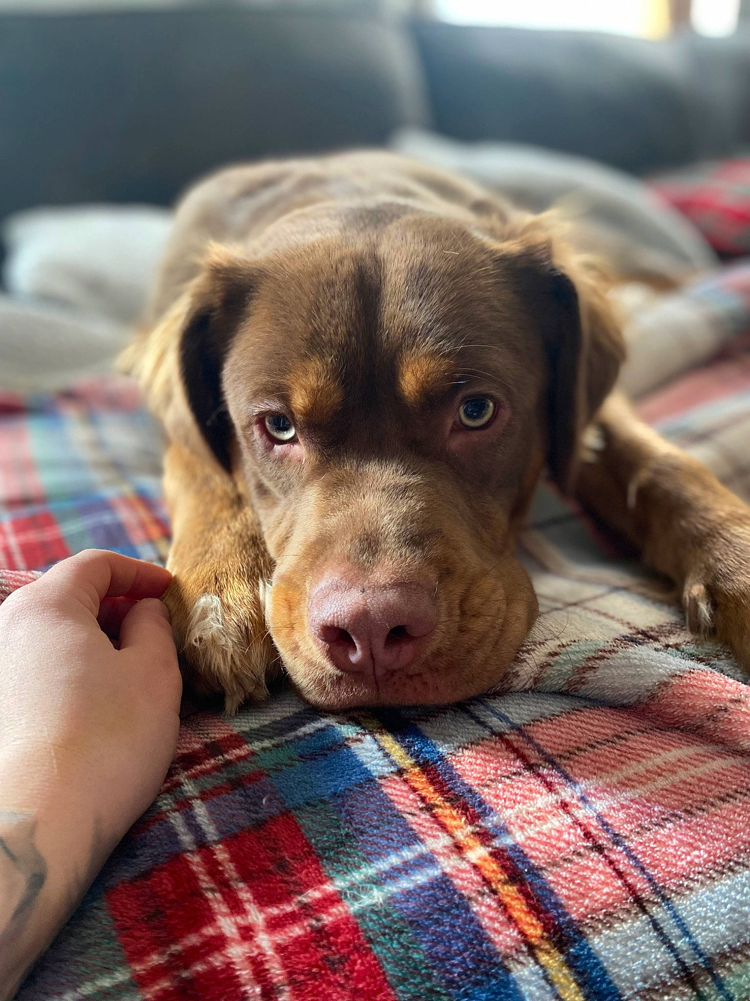 Bear joined the competition — help win amazing prizes! canidae, carnivore, comfort, companion_dog, dog, dog_breed, fawn, flooring, fur, hunting_dog, liver, pattern, pet_supply, plaid, sporting_group, tartan, whiskers, wood, working_animal