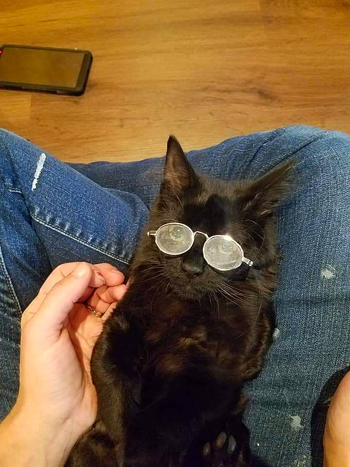 Jinx joined the competition — help win amazing prizes! black_cat, canidae, carnivore, cat, comfort, denim, domestic_short_haired_cat, fawn, felidae, finger, fur, gesture, human_leg, lap, nail, small_to_medium_sized_cats, snout, tail, whiskers, wood