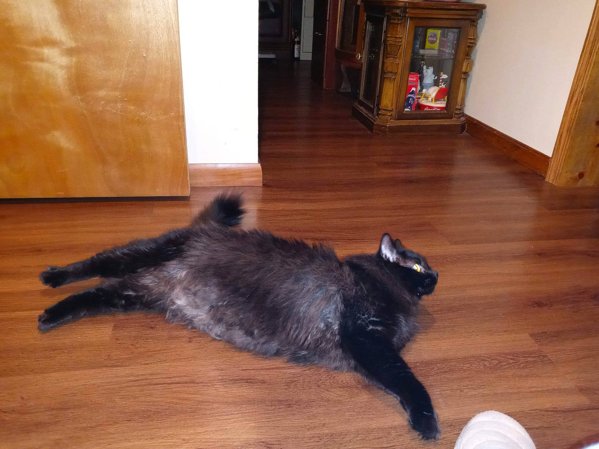 Jinx is registered to the contest to win money with this photo: black_cat, carnivore, cat, companion_dog, dog_breed, domestic_short_haired_cat, door_mat, felidae, floor, flooring, hardwood, laminate_flooring, picture_frame, small_to_medium_sized_cats, tail, varnish, whiskers, wood, wood_flooring, wood_stain