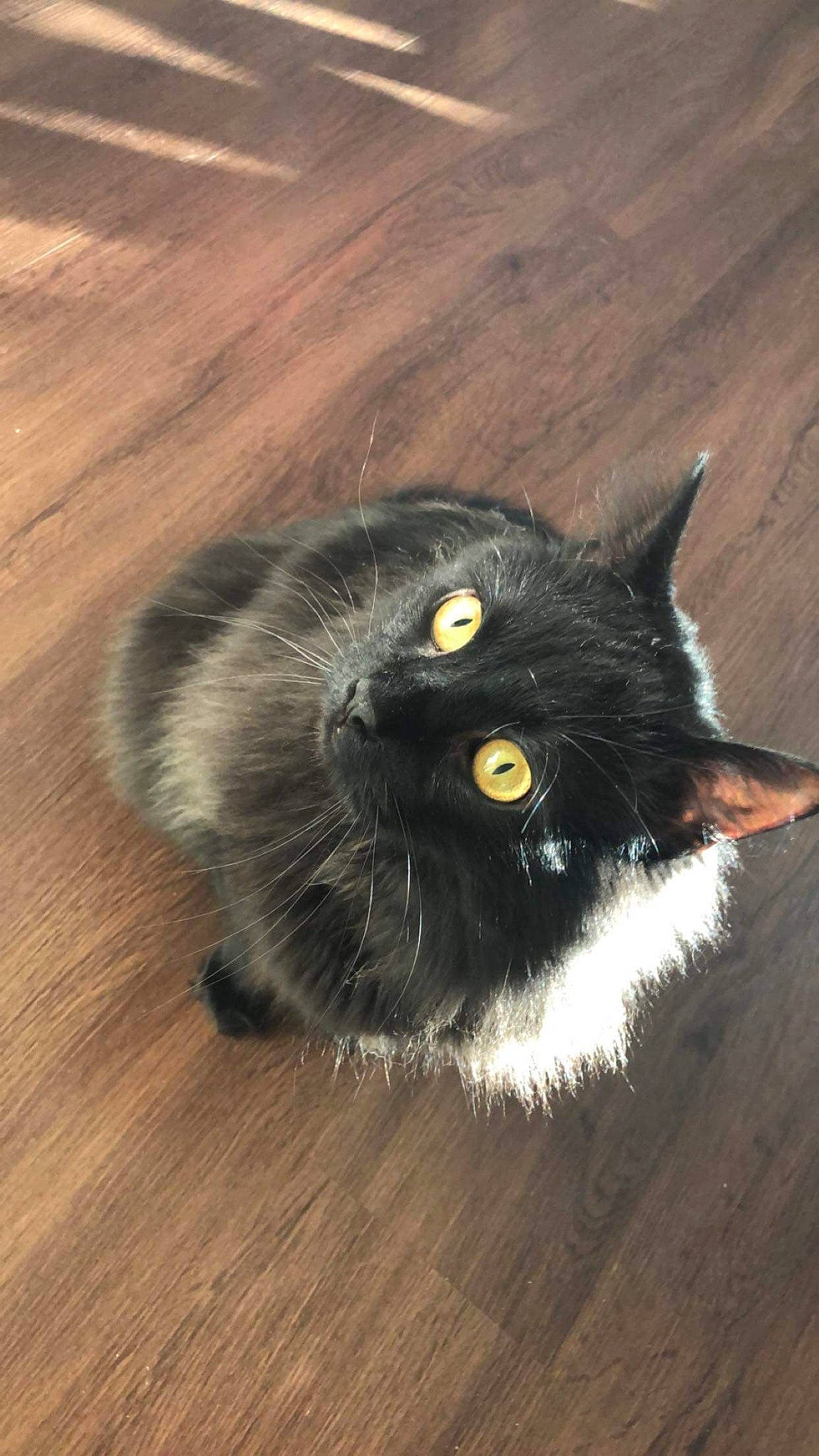 Jinx joined the competition — help win amazing prizes! black_cat, bombay, carnivore, cat, claw, domestic_short_haired_cat, felidae, floor, flooring, fur, hardwood, laminate_flooring, small_to_medium_sized_cats, snout, tail, varnish, whiskers, wood, wood_flooring, wood_stain