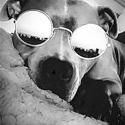 Hollygane a rejoint le concours — aidez-le/la à gagner de superbes lots ! black_and_white, canidae, cool, eyewear, glasses, goggles, monochrome, nose, photography, snout, sunglasses, vision_care