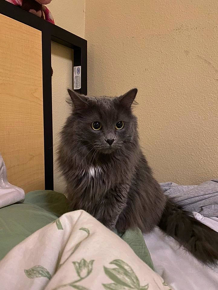 Kitten is registered to the contest to win money with this photo: black_cat, british_longhair, cabinetry, carnivore, cat, claw, comfort, domestic_short_haired_cat, door, felidae, fur, grey, hardwood, linens, room, small_to_medium_sized_cats, snout, tail, terrestrial_animal, whiskers