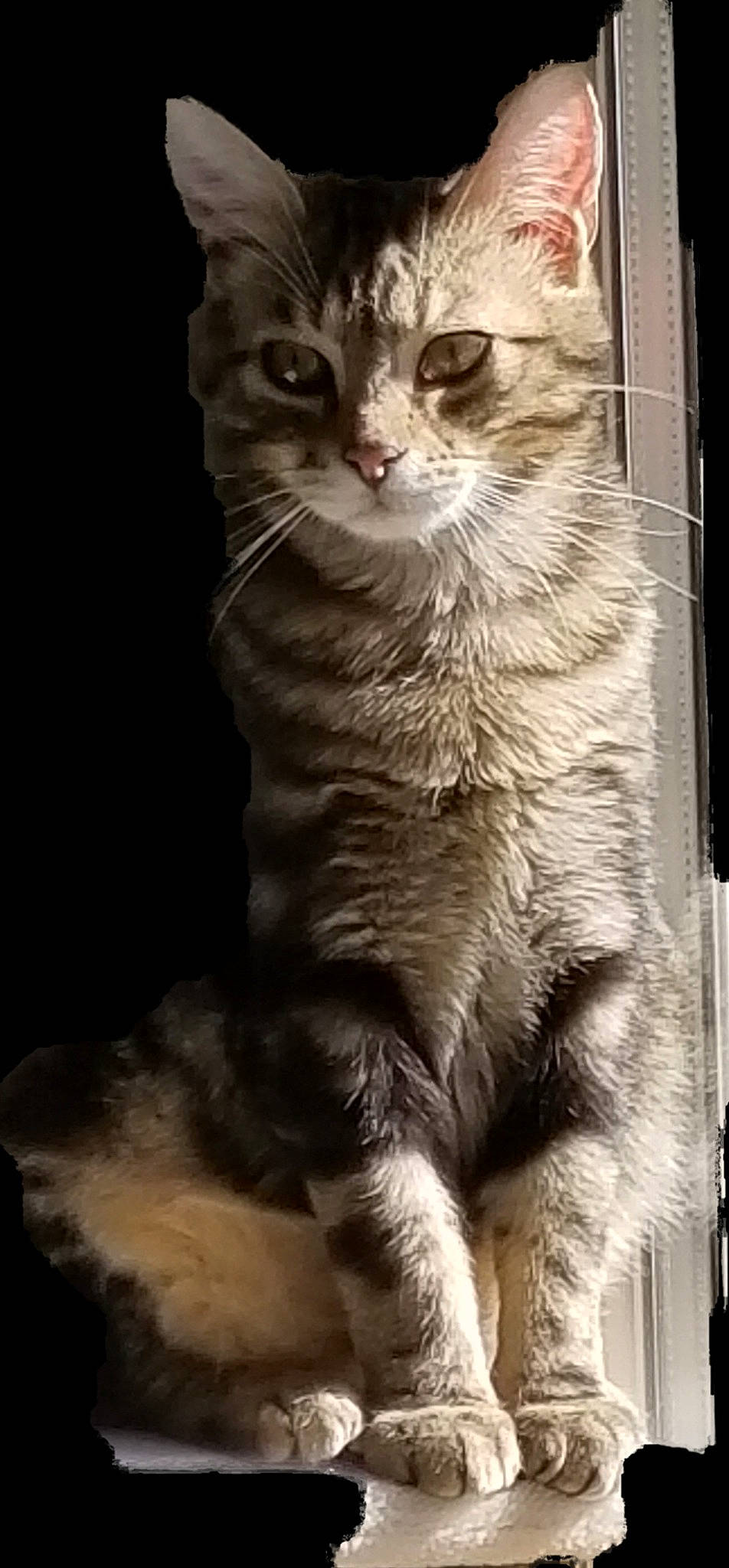 Moon a rejoint le concours — aidez-le/la à gagner de superbes lots ! carnivore, cat, claw, darkness, domestic_short_haired_cat, felidae, fur, paw, small_to_medium_sized_cats, snout, tail, terrestrial_animal, whiskers, wildlife, window