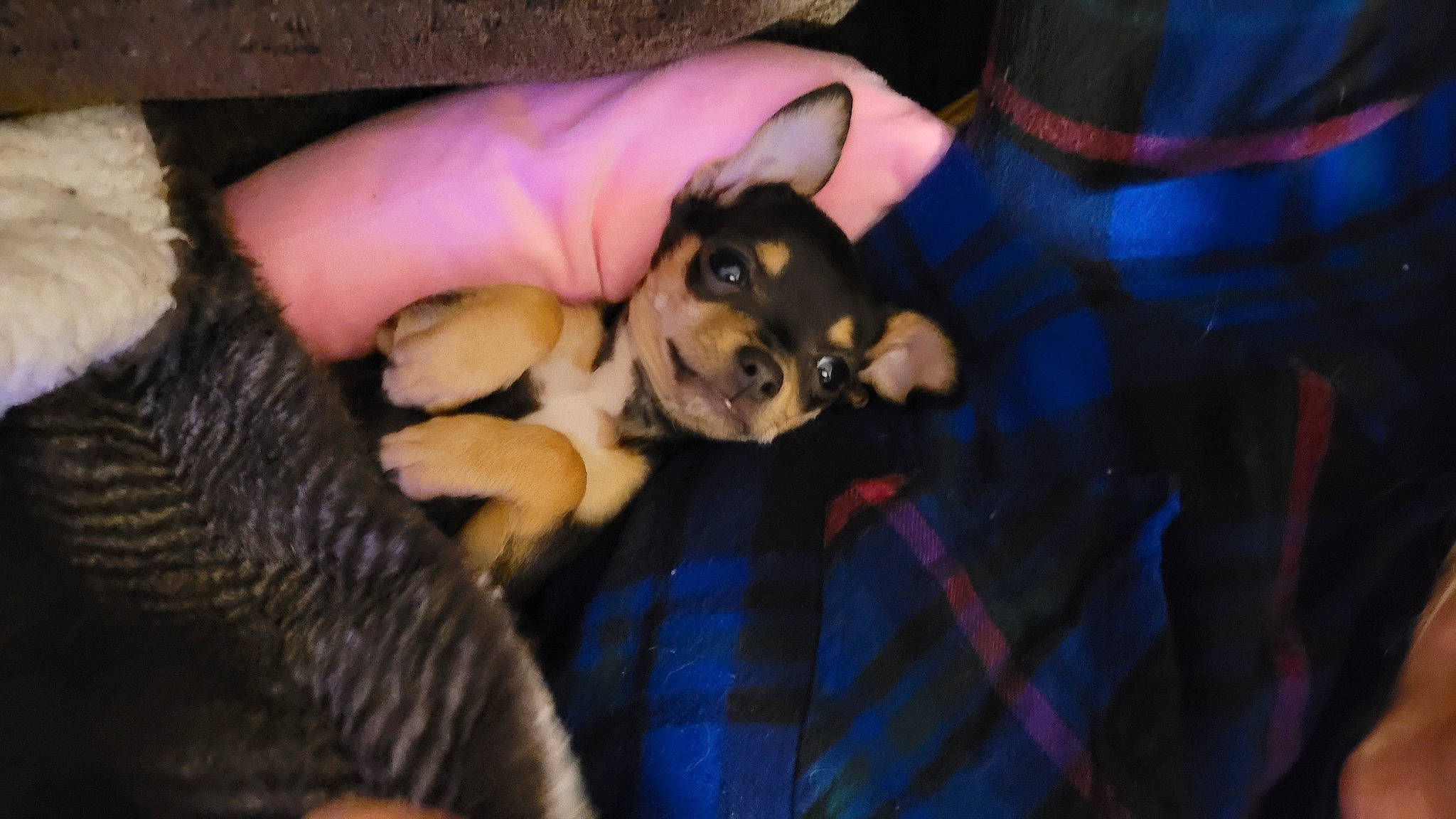 Shasta joined the competition — help win amazing prizes! canidae, carnivore, comfort, companion_dog, dog, dog_breed, ear, fawn, fur, gesture, nail, pattern, paw, plaid, snout, sporting_group, tartan, toy_dog, working_animal, wrist