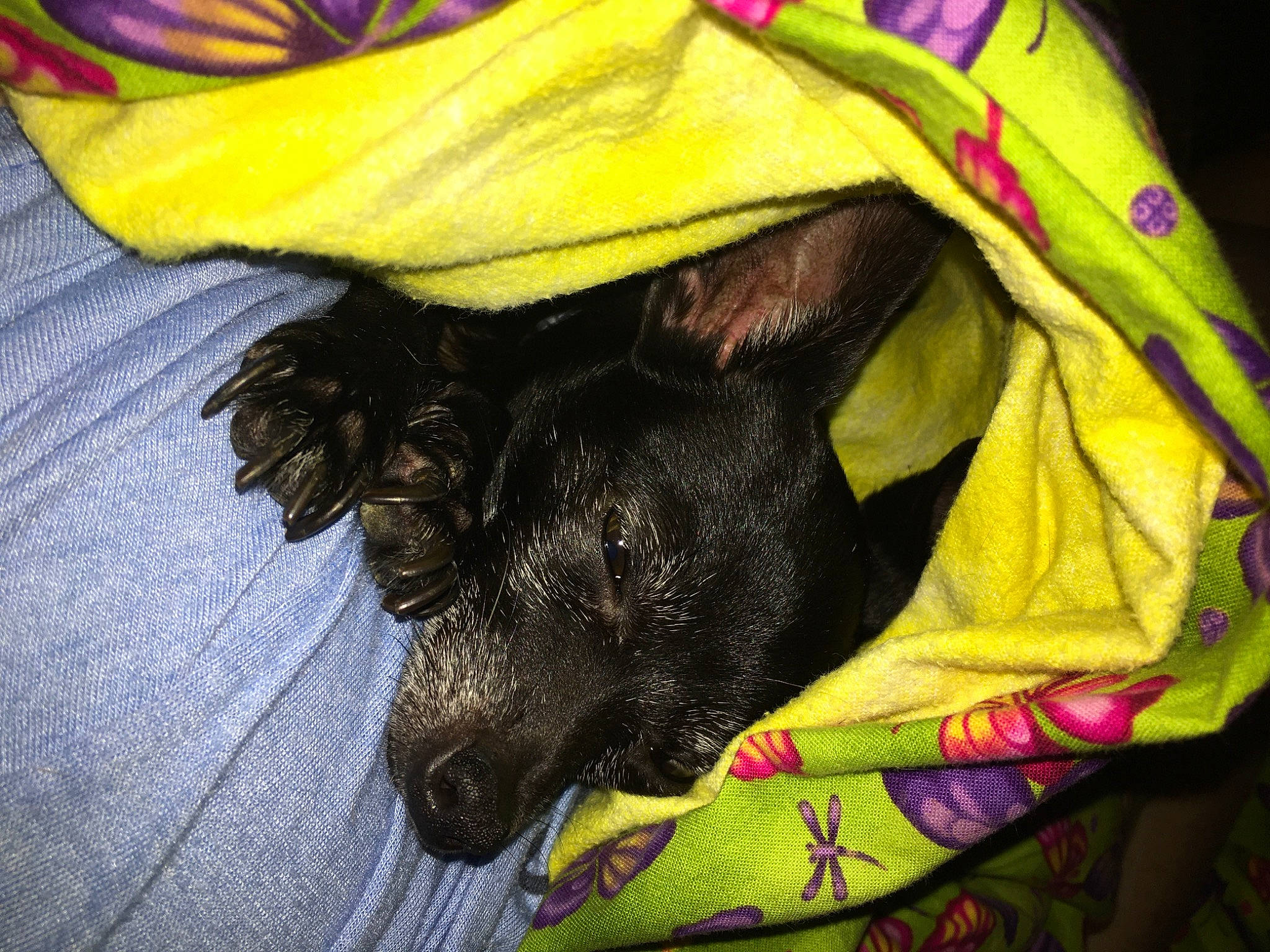 Mia joined the competition — help win amazing prizes! canidae, carnivore, collar, companion_dog, dog, dog_breed, dog_clothes, dog_collar, dog_supply, fashion_accessory, fawn, leash, liver, pet_supply, sleeve, snout, sporting_group, sunglasses, tail, working_animal