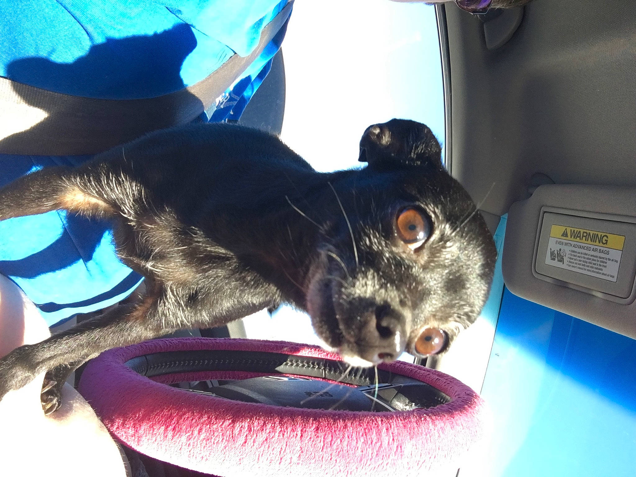 Mia is registered to the contest to win money with this photo: animal_feed, blue, canidae, carnivore, cat_supply, dog_breed, fawn, felidae, fur, mouse, muroidea, pet_food, pet_supply, rodent, small_animal_food, small_to_medium_sized_cats, snout, tail, whiskers, white_footed_mice