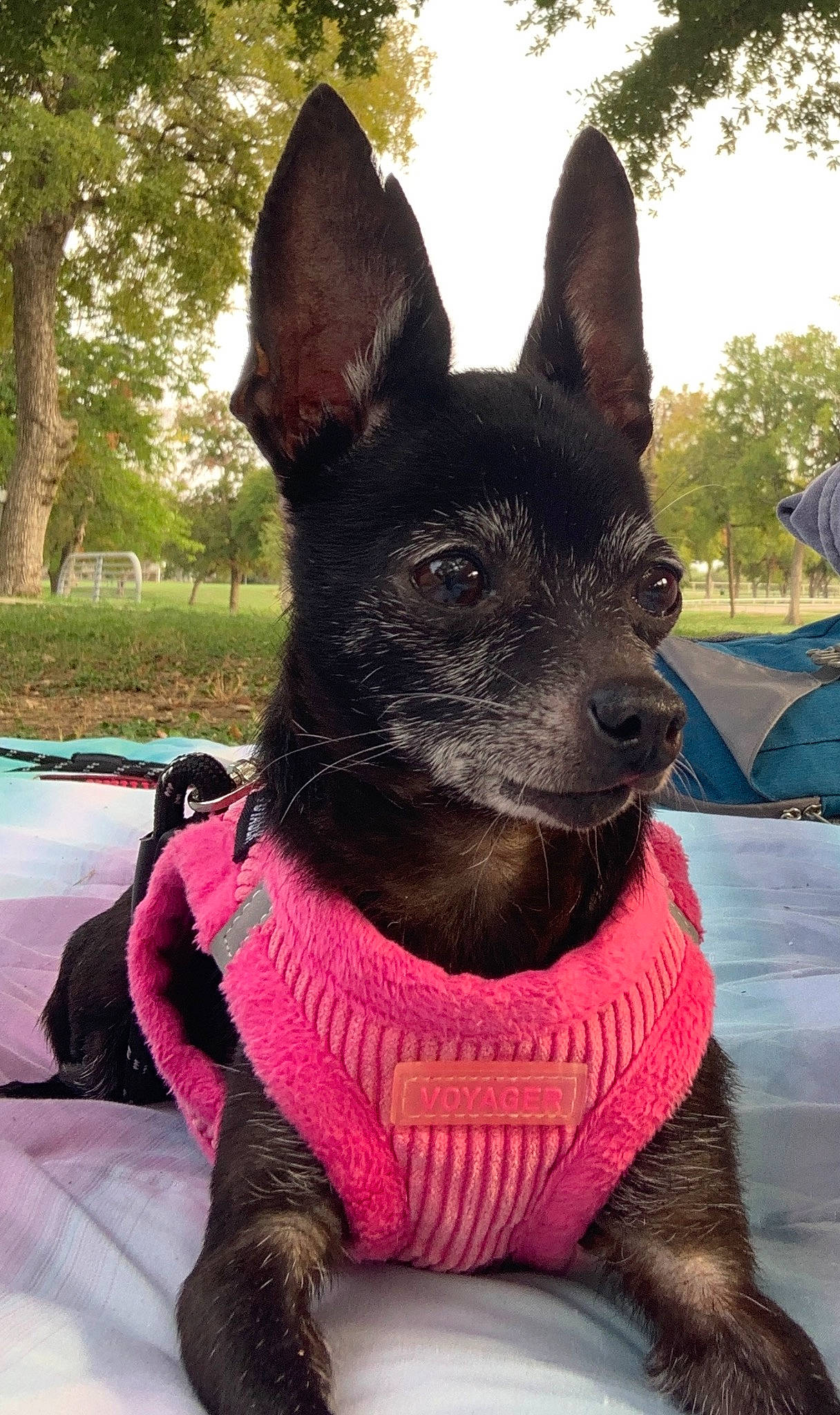 Mia is registered to the contest to win money with this photo: canidae, carnivore, collar, companion_dog, dog, dog_breed, dog_collar, dog_supply, fawn, herding_dog, pet_supply, plant, sky, snout, sporting_group, tail, tent, tree, whiskers, working_animal