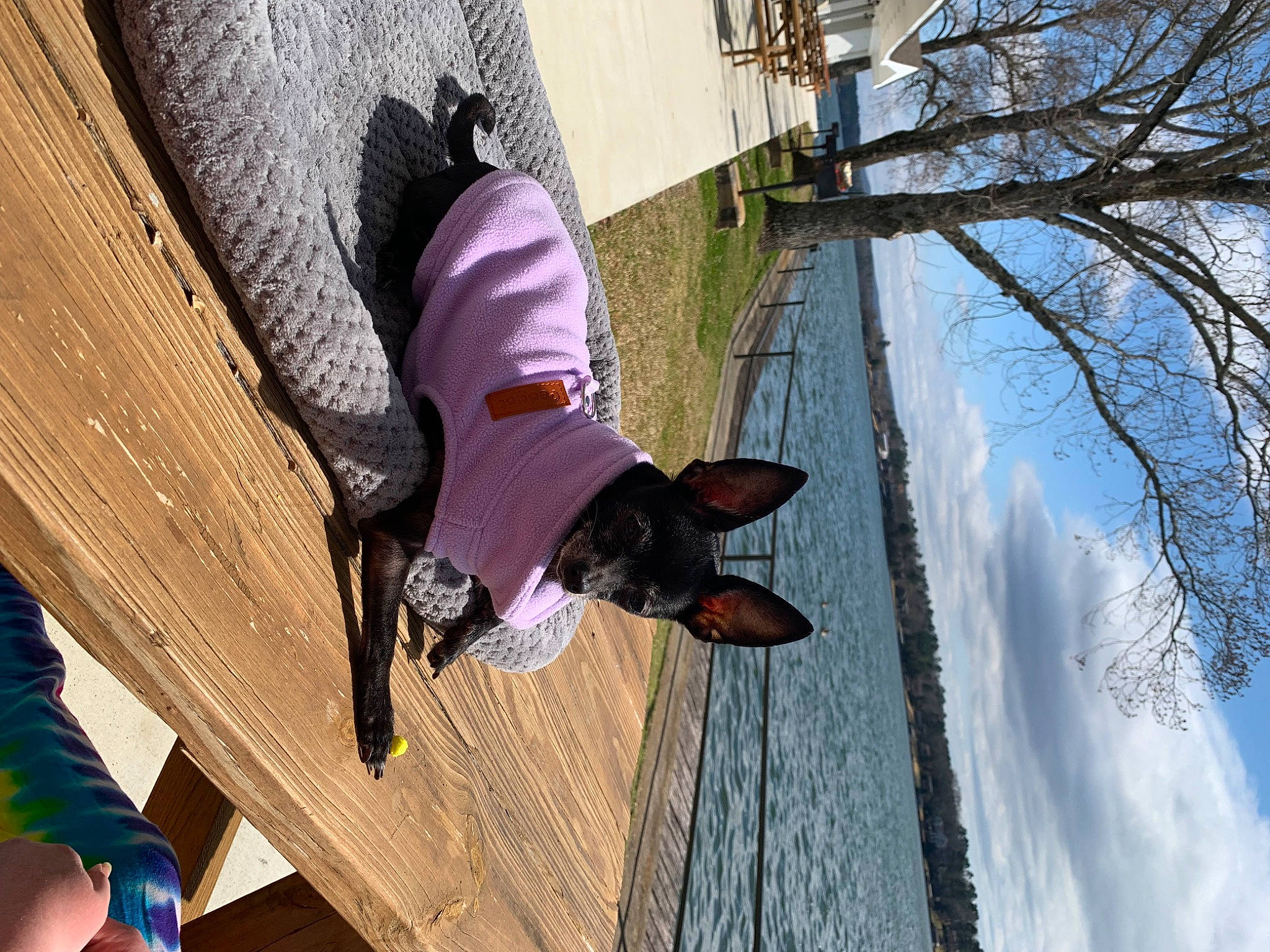 Mia is registered to the contest to win money with this photo: carmine, cloud, dog, fun, hardwood, human_leg, leisure, magenta, pattern, plant, purple, recreation, sky, thigh, tree, winter, wood, wood_stain