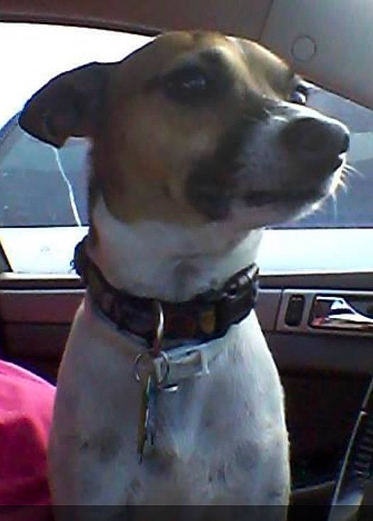 Carter is registered to the contest to win money with this photo: canidae, car, carnivore, collar, companion_dog, dog, dog_breed, dog_collar, dog_supply, fawn, fur, leash, pet_supply, snout, sporting_group, vehicle, whiskers, window, windshield, working_animal