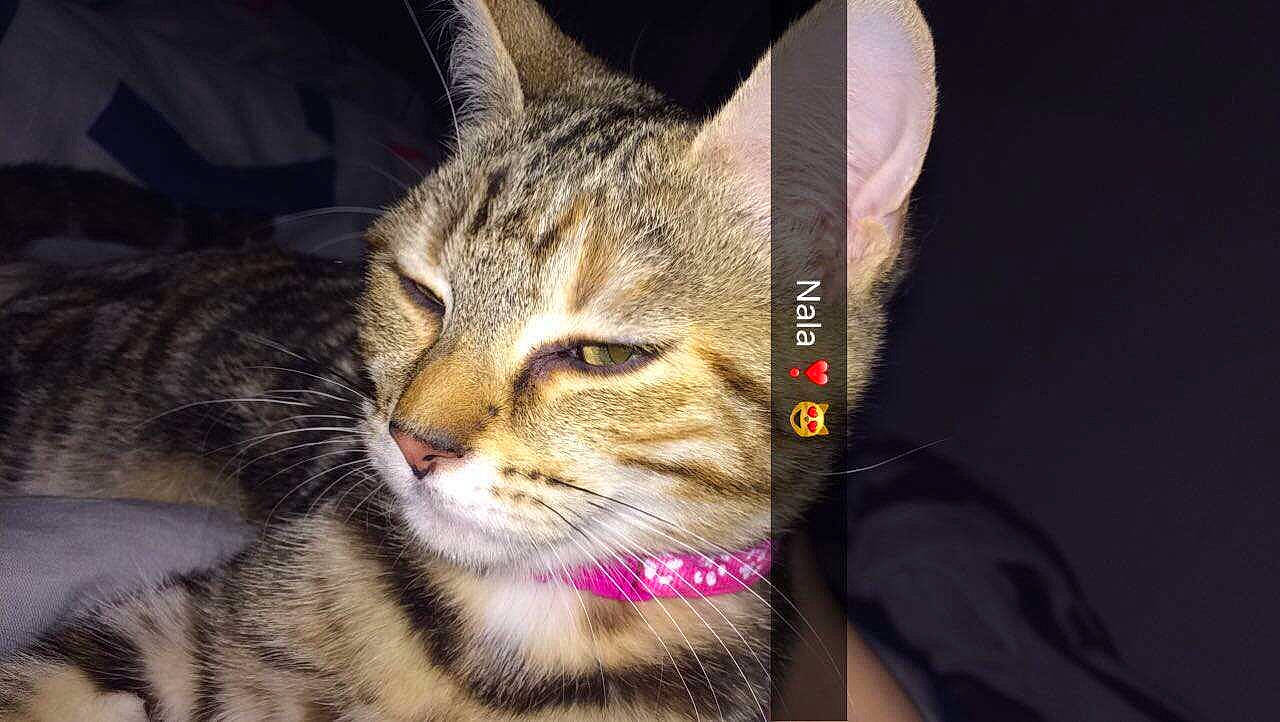 Nala