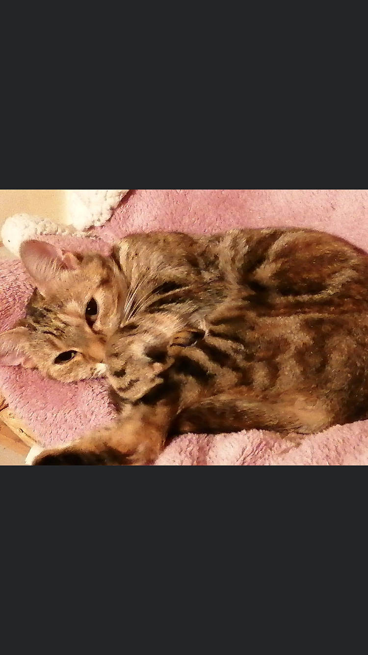 Nala participe au concours pour gagner de l'argent avec cette photo : beige, carnivore, cat, fawn, felidae, fur, liver, mammal, peach, skin, small_to_medium_sized_cats, snout, terrestrial_animal, whiskers