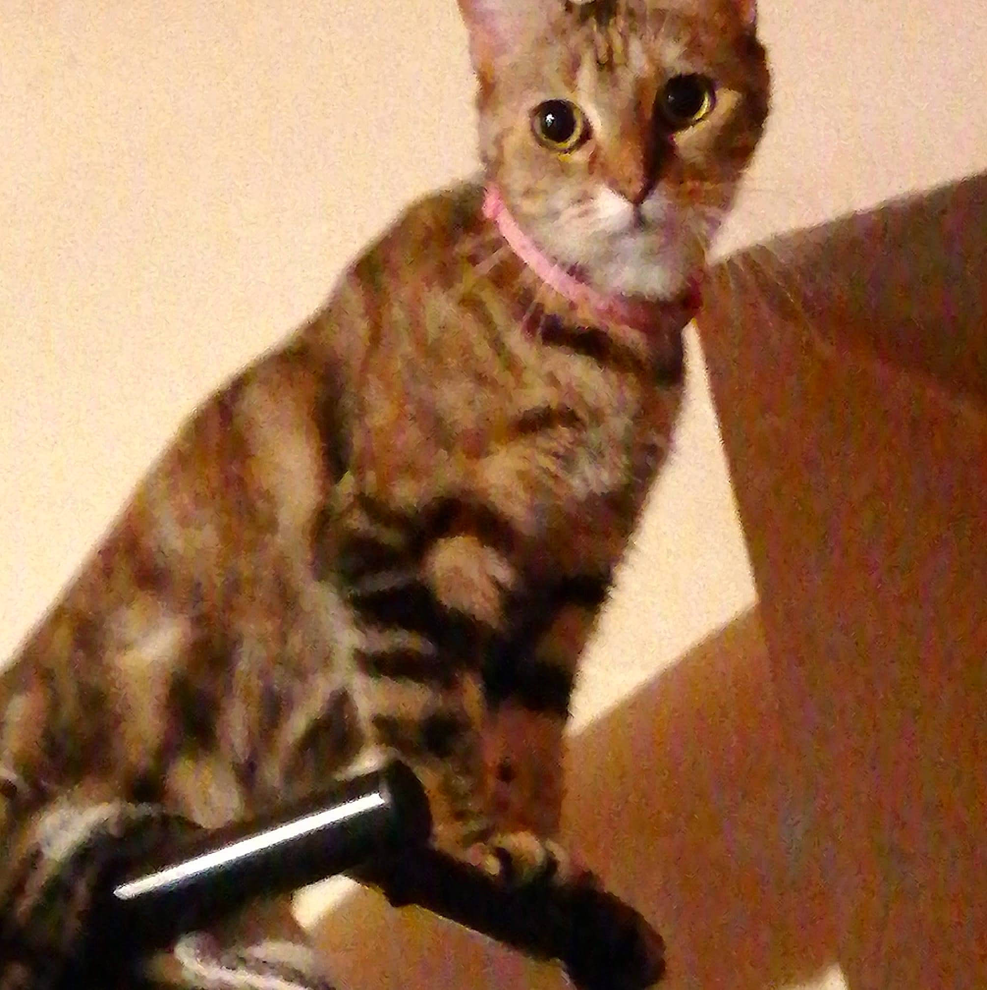 Nala participe au concours pour gagner de l'argent avec cette photo : audio_accessory, audio_equipment, brown, carnivore, cat, electronic_device, felidae, fur, iris, microphone, microphone_stand, peach, public_address_system, small_to_medium_sized_cats, snout, tail, technology, terrestrial_animal, vertebrate, whiskers