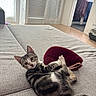 cat, clutching, couch, cozy, curious, curtains, floor, fur, furniture, gray, home, indoor, kitten, living_room, maroon, pet, pouch, relaxed, tabby, window