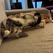 Aloa a rejoint le concours — aidez-le/la à gagner de superbes lots ! blanket, cat, cat_tree, chair, couch, cozy, curtains, feline, fur, home, indoor, person, pet, relaxed, sleeping, tabby_cat, table, tail, whiskers, window