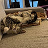 blanket, cat, cat_tree, chair, couch, cozy, curtains, feline, fur, home, indoor, person, pet, relaxed, sleeping, tabby_cat, table, tail, whiskers, window