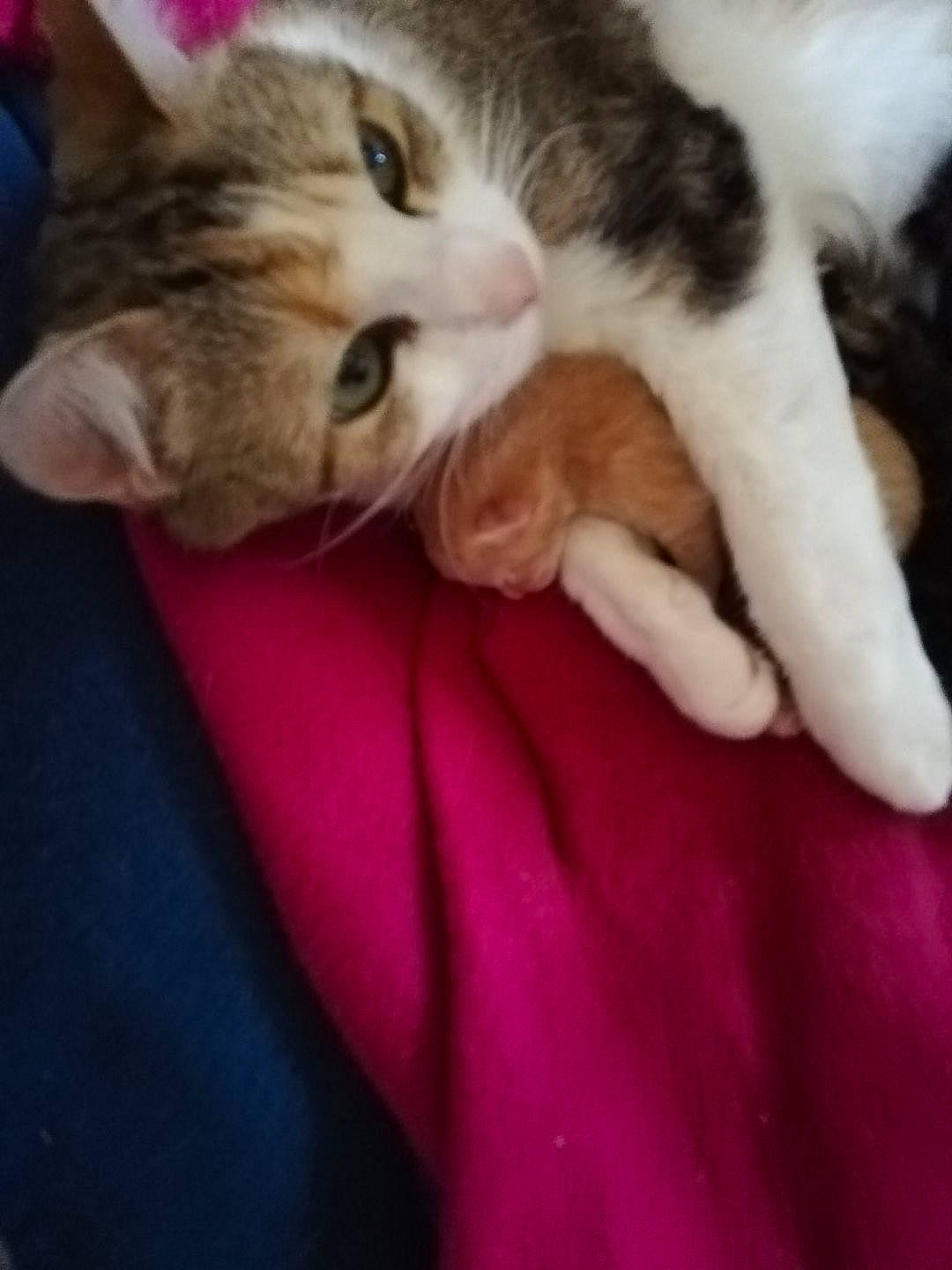 Louane participe au concours pour gagner de l'argent avec cette photo : carnivore, cat, comfort, domestic_short_haired_cat, felidae, fur, mammal, nap, paw, sleep, small_to_medium_sized_cats, snout, vertebrate, whiskers