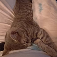 Princess is registered to the contest to win money with this photo: blur, cat, close_up, cozy, fur, home, indoor, kitten, lap, legs, low_light, pajamas, person, pet, relaxed, sleep, sleeping, soft, tabby_cat, whiskers