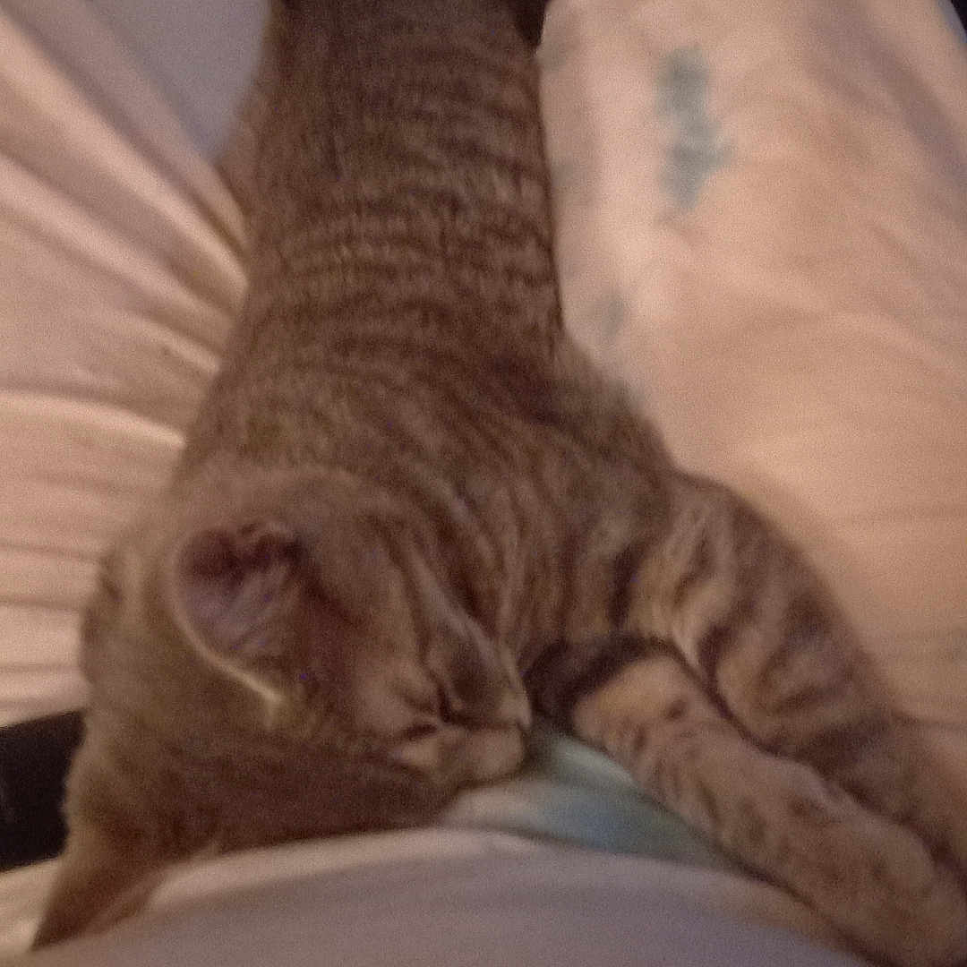 Princess is registered to the contest to win money with this photo: blur, cat, close_up, cozy, fur, home, indoor, kitten, lap, legs, low_light, pajamas, person, pet, relaxed, sleep, sleeping, soft, tabby_cat, whiskers