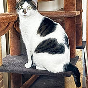 Tito joined the competition — help win amazing prizes! cat, black_and_white, feline, pet, indoor, cat_tree, scratching_post, fur, whiskers, ears, alert, eyes, tail, perched, platform, sitting, domestic_cat, household, animal, cute