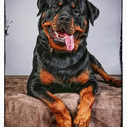 Jessy a rejoint le concours — aidez-le/la à gagner de superbes lots ! rottweiler, dog, pet, animal, black_and_tan, tongue_out, portrait, canine, fur, indoor, studio, happy, smiling, paw, resting, cute, domestic_animal, dog_breed, friendly, companion