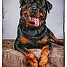 rottweiler, dog, pet, animal, black_and_tan, tongue_out, portrait, canine, fur, indoor, studio, happy, smiling, paw, resting, cute, domestic_animal, dog_breed, friendly, companion