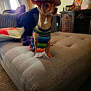Gueró joined the competition — help win amazing prizes! dog, small_dog, sombrero, poncho, pet, living_room, furniture, ottoman, couch, pillow, carpet, decor, flower_arrangement, cabinet, window, curtain, indoors, portrait, cute, costume