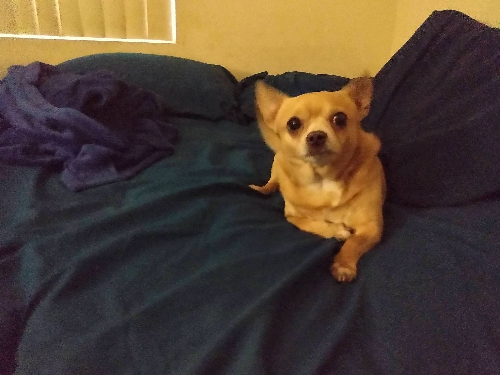 Wiezer is registered to the contest to win money with this photo: bed, carnivore, comfort, companion_dog, couch, dog, dog_breed, dog_supply, fawn, flooring, fur, linens, paw, snout, sporting_group, tail, toy_dog, whiskers, wood, working_animal