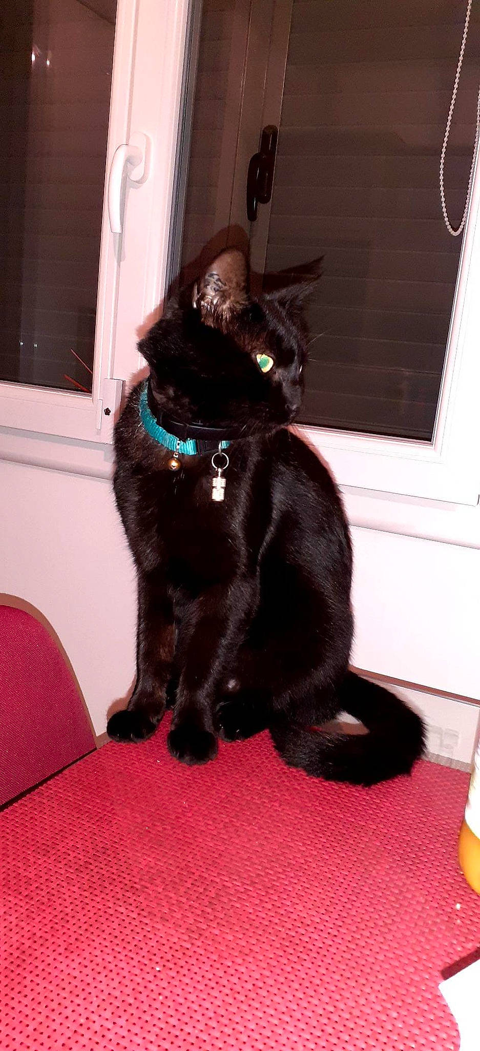 Oki a rejoint le concours — aidez-le/la à gagner de superbes lots ! black_cat, bombay, carnivore, cat, claw, collar, dog_breed, domestic_short_haired_cat, felidae, flooring, fur, mammal, paw, small_to_medium_sized_cats, snout, sporting_group, tail, terrestrial_animal, whiskers, window