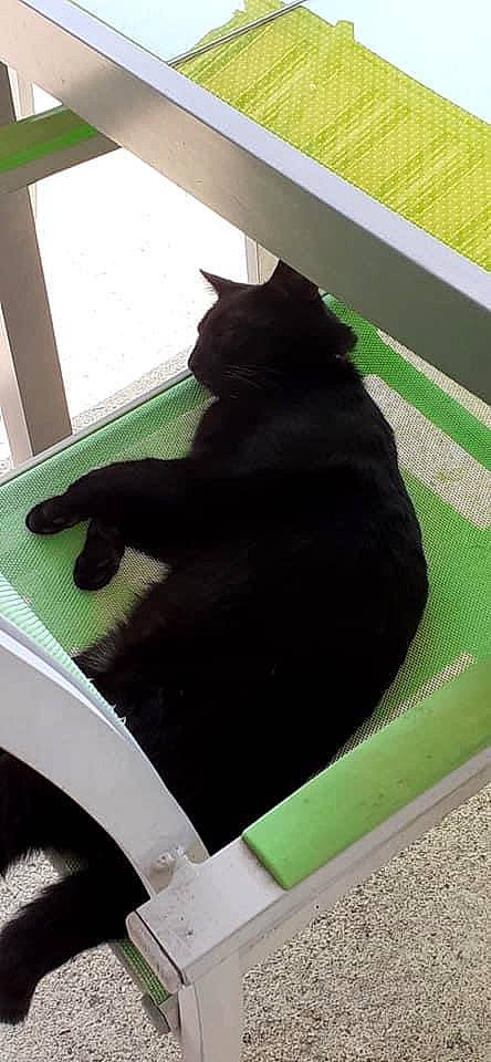 Oki participe au concours pour gagner de l'argent avec cette photo : black_cat, bombay, carnivore, cat, comfort, domestic_short_haired_cat, felidae, flooring, fur, grass, green, pet_supply, rectangle, shadow, small_to_medium_sized_cats, tail, terrestrial_animal, tints_and_shades, whiskers, window