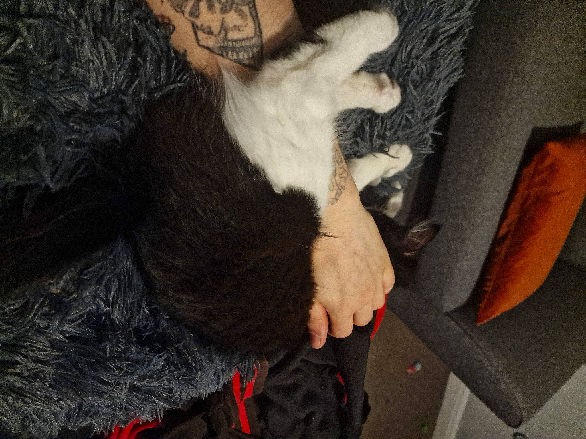 Floki joined the competition — help win amazing prizes! canidae, carnivore, cat, claw, comfort, companion_dog, dog_breed, domestic_short_haired_cat, ear, felidae, fur, gesture, human_leg, lap, paw, small_to_medium_sized_cats, snout, sporting_group, tail, whiskers