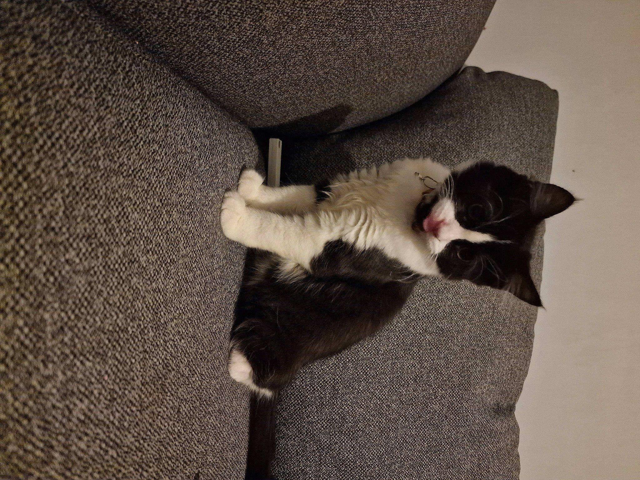 Floki is registered to the contest to win money with this photo: canidae, carnivore, cat, cat_supply, claw, comfort, domestic_short_haired_cat, fawn, felidae, flooring, fur, grey, linens, monochrome_photography, paw, small_to_medium_sized_cats, snout, tail, whiskers, wood