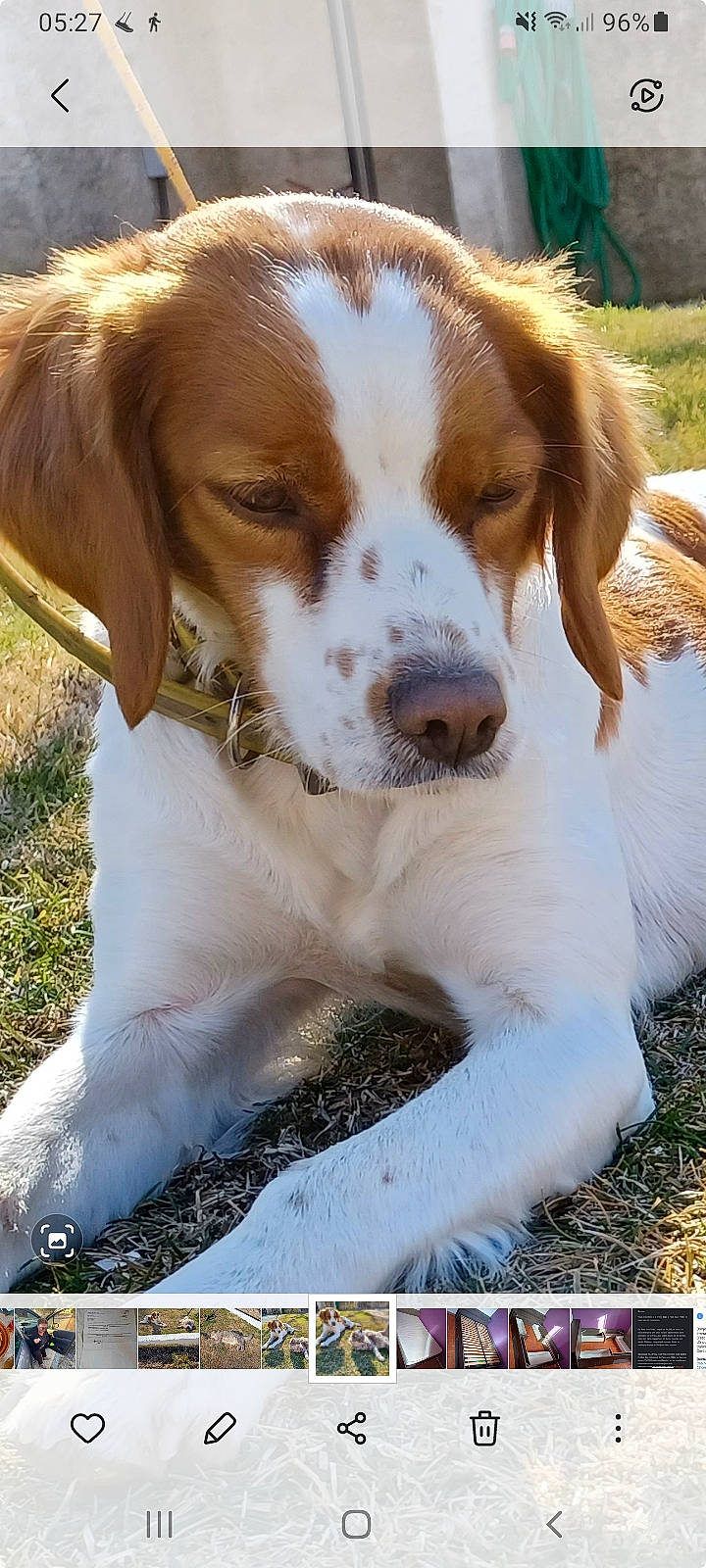 Bonnie a rejoint le concours — aidez-le/la à gagner de superbes lots ! ancient_dog_breeds, brittany, canidae, carnivore, companion_dog, dog, dog_breed, fawn, fur, grass, gun_dog, hunting_dog, liver, plant, snout, sporting_group, terrestrial_animal, working_dog