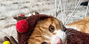 Milo participe au concours pour gagner de l'argent avec cette photo : adorable, cat, close_up, costume, cozy, eyes, fur, furniture, hat, holiday, indoor, orange_tabby, pet, pink_nose, playful, plush, portrait, reindeer_costume, rug, whiskers