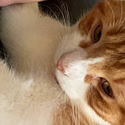 Milo a rejoint le concours — aidez-le/la à gagner de superbes lots ! bed, cat, close_up, cozy, cuddle, cute, face, furry, ginger_cat, human, indoor, lips, nose, person, pet, portrait, relaxed, selfie, whiskers, white_fur