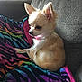 Peanut joined the competition — help win amazing prizes! dog, chihuahua, small_dog, pet, indoor, couch, blanket, colorful_blanket, cozy, fur, animal, pink_collar, resting, ears, cute, domestic_animal, sitting, side_view, furniture, home