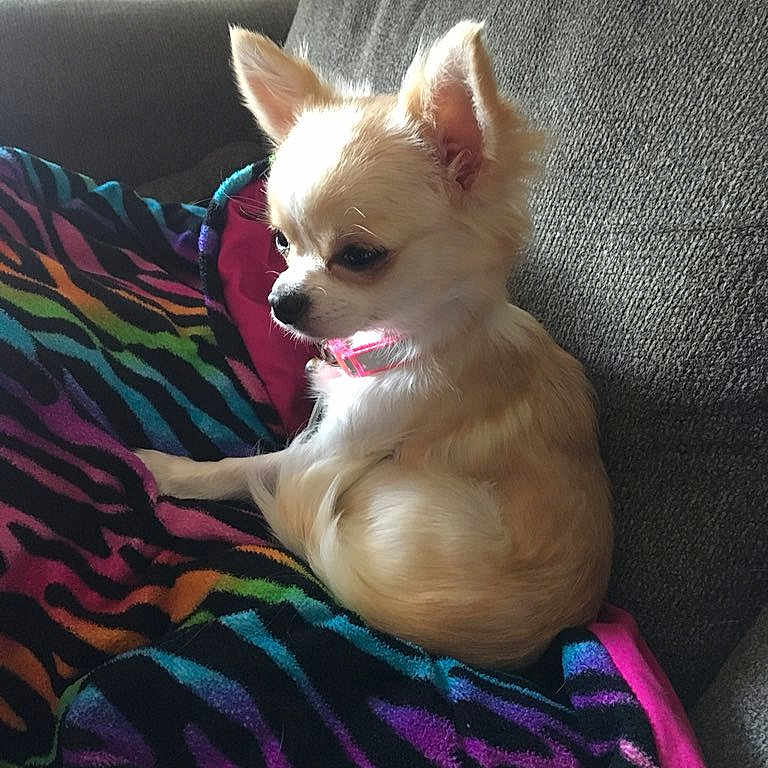 Peanut joined the competition — help win amazing prizes! animal, blanket, chihuahua, colorful_blanket, couch, cozy, cute, dog, domestic_animal, ears, fur, furniture, home, indoor, pet, pink_collar, resting, side_view, sitting, small_dog