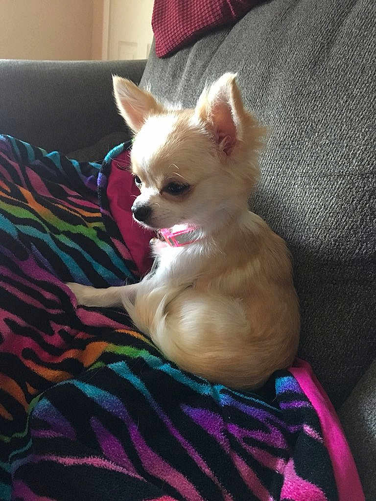 Peanut