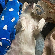 Peanut is registered to the contest to win money with this photo: dog, white_dog, plush_toy, blue_toy, couch, pillow, patterned_pillow, blanket, relaxed, sleeping, pet, fur, indoor, cozy, home, resting, animal, cute, small_dog, lying_down