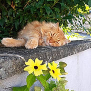 Moustique a rejoint le concours — aidez-le/la à gagner de superbes lots ! cat, ginger_cat, sleeping, flower, yellow_flower, green_leaves, stone_wall, outdoor, nature, sunlight, pet, relaxing, animal, closeup, daytime, flora, garden, peaceful, feline, resting