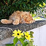 cat, ginger_cat, sleeping, flower, yellow_flower, green_leaves, stone_wall, outdoor, nature, sunlight, pet, relaxing, animal, closeup, daytime, flora, garden, peaceful, feline, resting