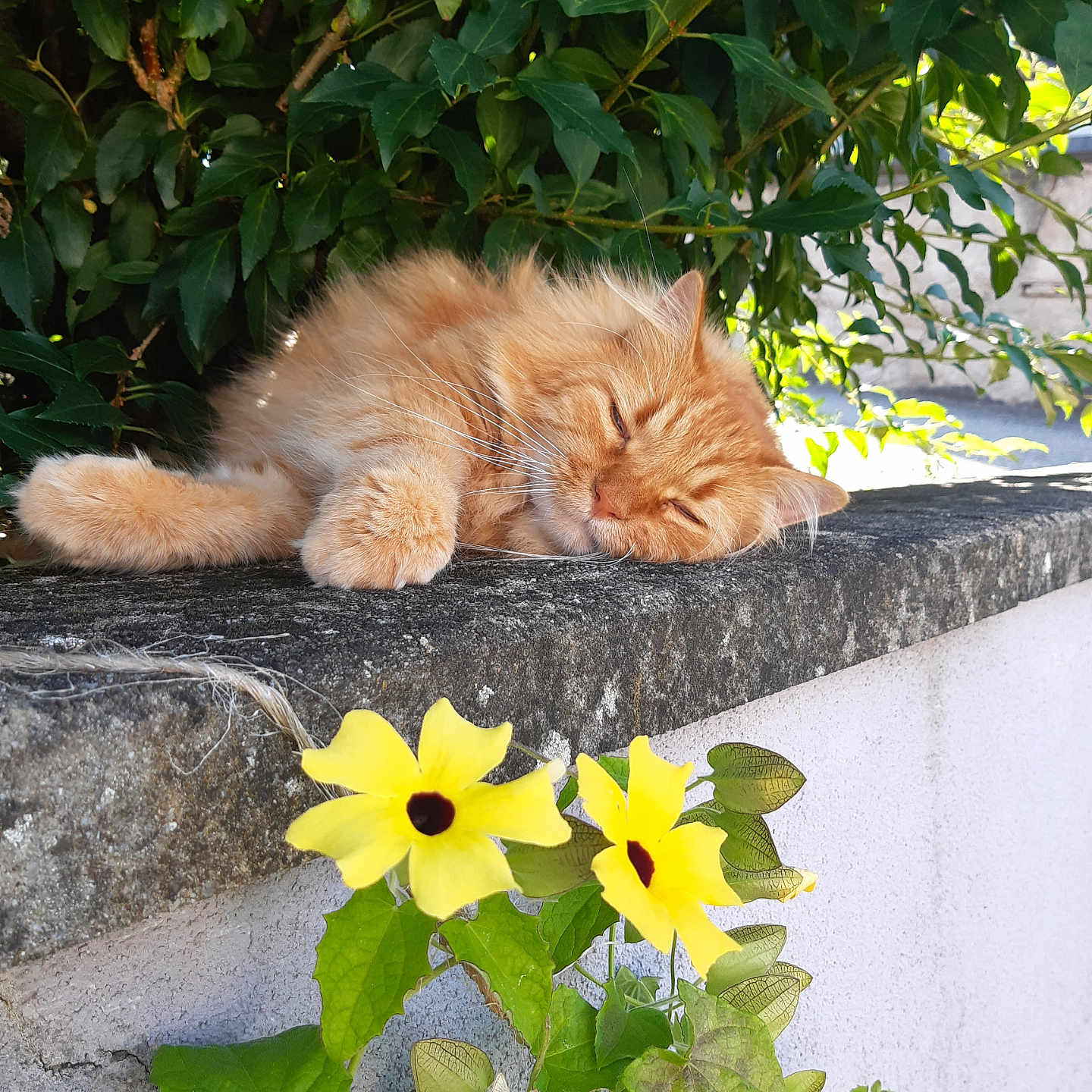 Moustique a rejoint le concours — aidez-le/la à gagner de superbes lots ! animal, cat, closeup, daytime, feline, flora, flower, garden, ginger_cat, green_leaves, nature, outdoor, peaceful, pet, relaxing, resting, sleeping, stone_wall, sunlight, yellow_flower