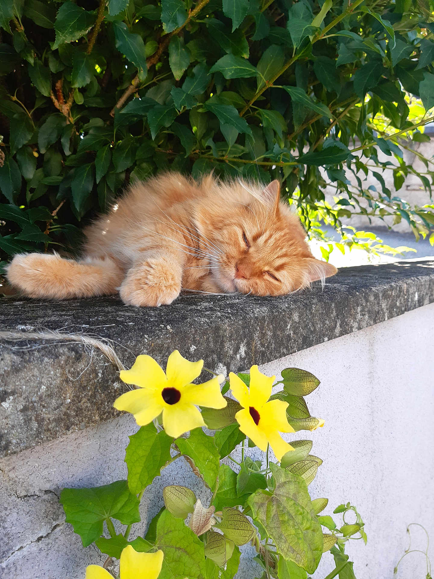 Moustique a rejoint le concours — aidez-le/la à gagner de superbes lots ! cat, ginger_cat, sleeping, flower, yellow_flower, green_leaves, stone_wall, outdoor, nature, sunlight, pet, relaxing, animal, closeup, daytime, flora, garden, peaceful, feline, resting