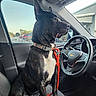 Savage joined the competition — help win amazing prizes! dog, car_interior, steering_wheel, seat, leash, collar, window, parking_lot, building, daylight, pet, animal, black_dog, sitting, side_view, dashboard, vehicle, resting, looking_out, indoor
