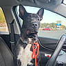 Savage joined the competition — help win amazing prizes! dog, car_interior, leash, seat, window, parking_lot, daytime, black_and_white, pet, canine, collar, seatbelt, vehicle, roadside, outdoor, animal, alert, sitting, fur, ears